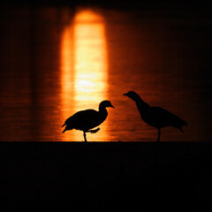 silhouette of a bird