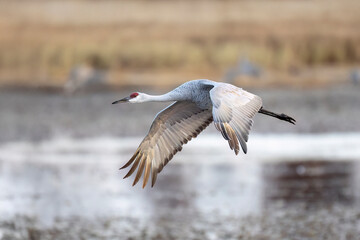 sandhill crane flying over water