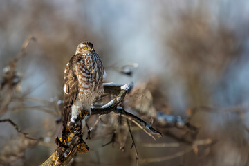 sharp shinned hawk hunting on the forest edge