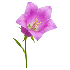 Close up of a beautiful pink bellflower blossom on black background for floral design projects on transparent background