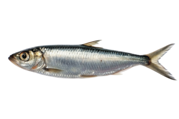 A single silver fish with visible scales and fins isolated against a black background in a studio shot on transparent background