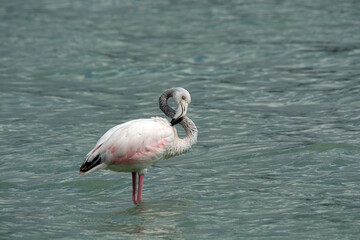 pink flamingo in the water