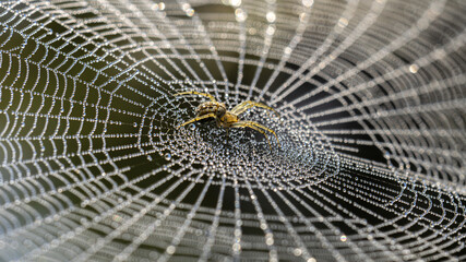 spider web in the morning