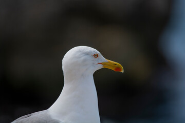 close up of a seagull