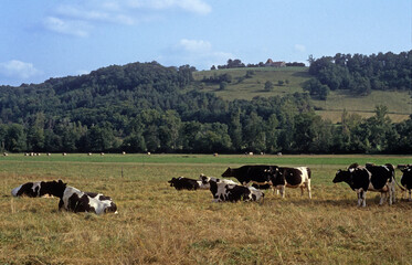 Vache, race Bretonne pie noire