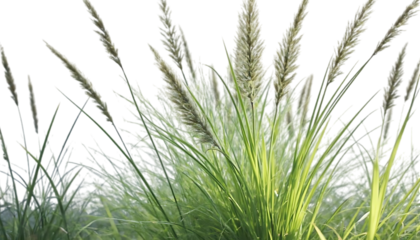 Lush Green Ornamental Grass Close-Up Nature's Serenity