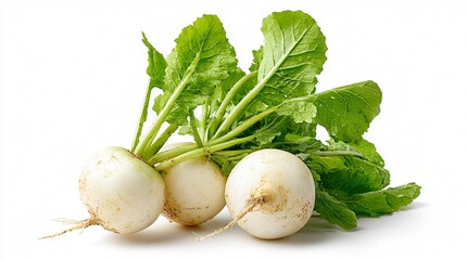 Fresh White Turnip Isolated on White Background
