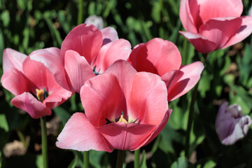 Close up of a few pink tulips on a bright sunny day.
