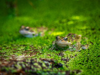 Frogs in a garden pond