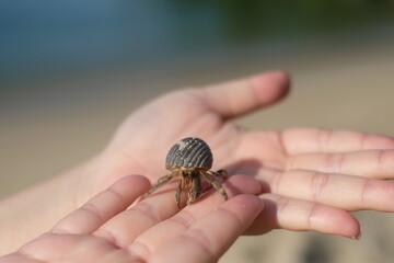 Hermit crab on Koh Adang | Thailand