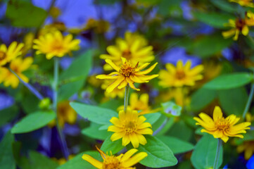flower garden blooms in spring, a beautiful flower garden