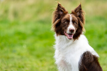 Border Collie Red and White