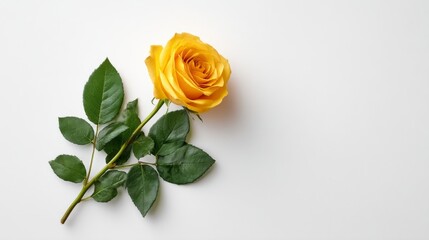 Fototapeta premium A single yellow rose rests elegantly on soft green leaves against a clean white backdrop, offering a serene and stylish centerpiece with ample space for text