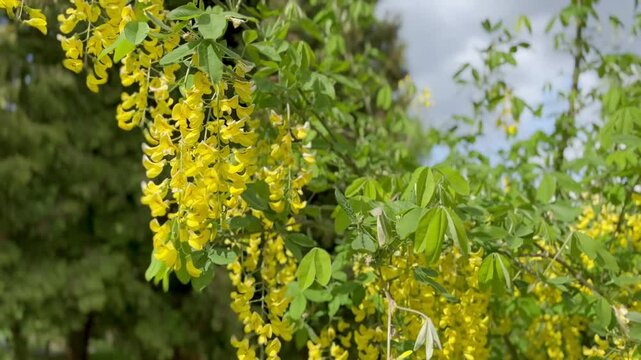 a yellow  flowers of laburnum anagyroides in the park