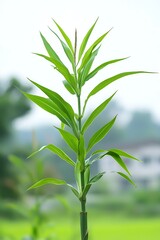 Fototapeta premium Lush green plant with broad leaves