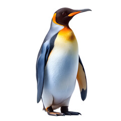 Obraz premium A regal king penguin with vibrant yellow neck markings stands tall against a white backdrop.
