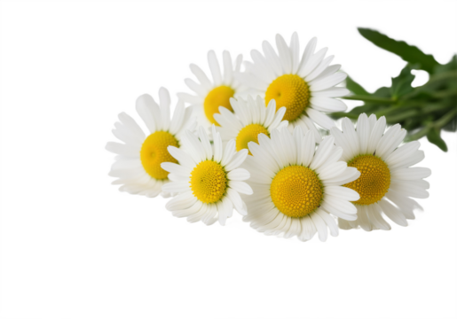 Realistic Daisy Flowers on White Background