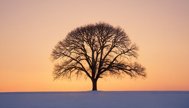 Big old tree in middle of the field at sunset. - Powered by Adobe