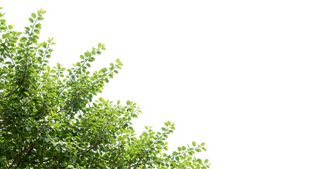 Fototapeta premium Lush Green Foliage Tree Branches Isolated on Transparent Background Perfect for Design Projects and Compositions