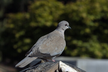 Fototapeta premium pigeon in the park