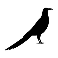 Silhouette of a bird with long tail, possibly a magpie standing still