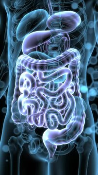 Human body anatomy with digestive system organs in blue x ray style illustration