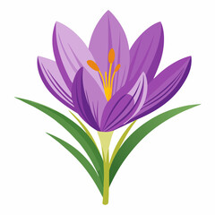 Naklejka premium Vibrant Purple Crocus Flower with Green Leaves Illustration