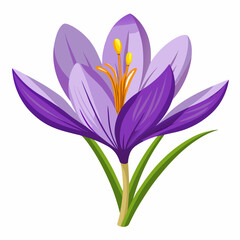 Naklejka premium Vibrant Purple Crocus Flower Isolated on White Background
