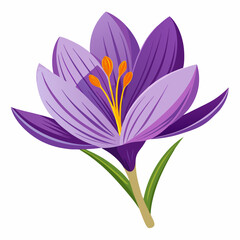 Vibrant Purple Crocus Flower Isolated on White Background