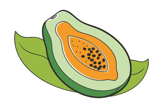 papaya fruit cut open with green leaves clip art preview