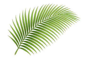Obraz premium Palm Leaf Stock Photo