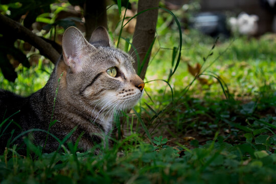Gato atigrado perfil