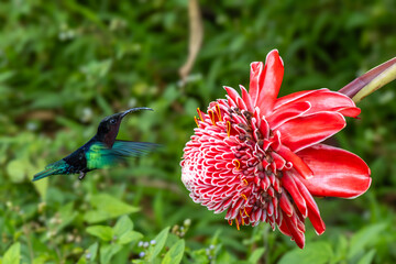 Purple Throated Hummingbird feeds of a Torch Ginger flower in Martinique, France against a blurred background