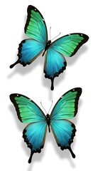 Fototapeta premium Emerald Flutter AI Generated