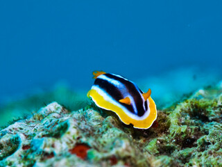 Four-coloured nudibranch from Aqaba © Sakis Lazarides