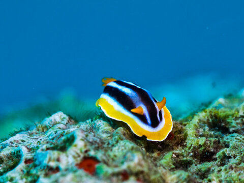 Four-coloured nudibranch from Aqaba