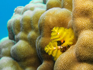 Christmas tree worm on a coral © Sakis Lazarides