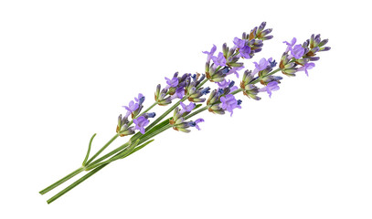 Obraz premium Fresh blooming lavender flower sprigs with green stems isolated on transparent background