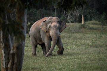 Wild elephant peeking from behind tree