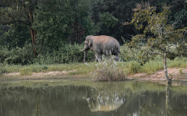 Fototapeta premium Wild elephant by water with reflection in forest