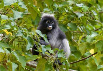 Dusky leaf monkey looking up in forest tree