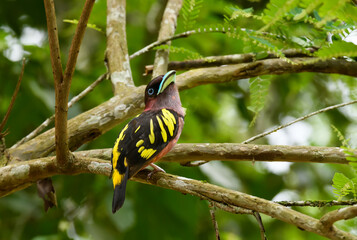 Bird perched on tree branch in tropical jungle