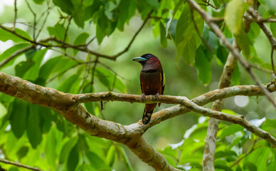 Bird perched on tree branch in tropical jungle