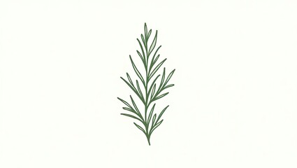Fototapeta premium rosemary on white background