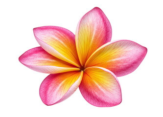 Fototapeta premium Frangipani blossom tropical flower vibrant petals closeup view isolated on a transparent background
