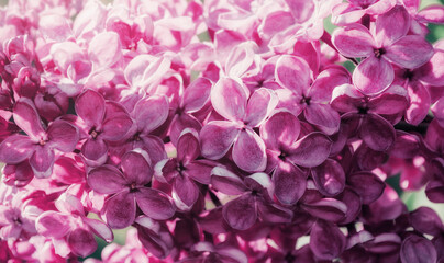 Spring flower landscape. Lilac flowers, spring garden with blooming lilac flowers