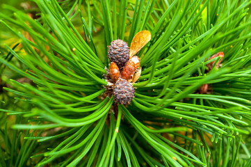 Pine tree branch background, closeup of pine tree branch with needles and small cones