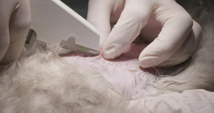 A professional veterinarian performing drainage and wound consolidation, using a surgical skin stapler on a cat's stomach. The doctor closes the surgical incision at the cat with a medical stapler.