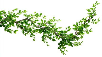 Vibrant climbing vine with lush foliage