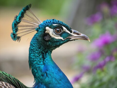 Close up of a peacock's head showing vibrant colors - Powered by Adobe